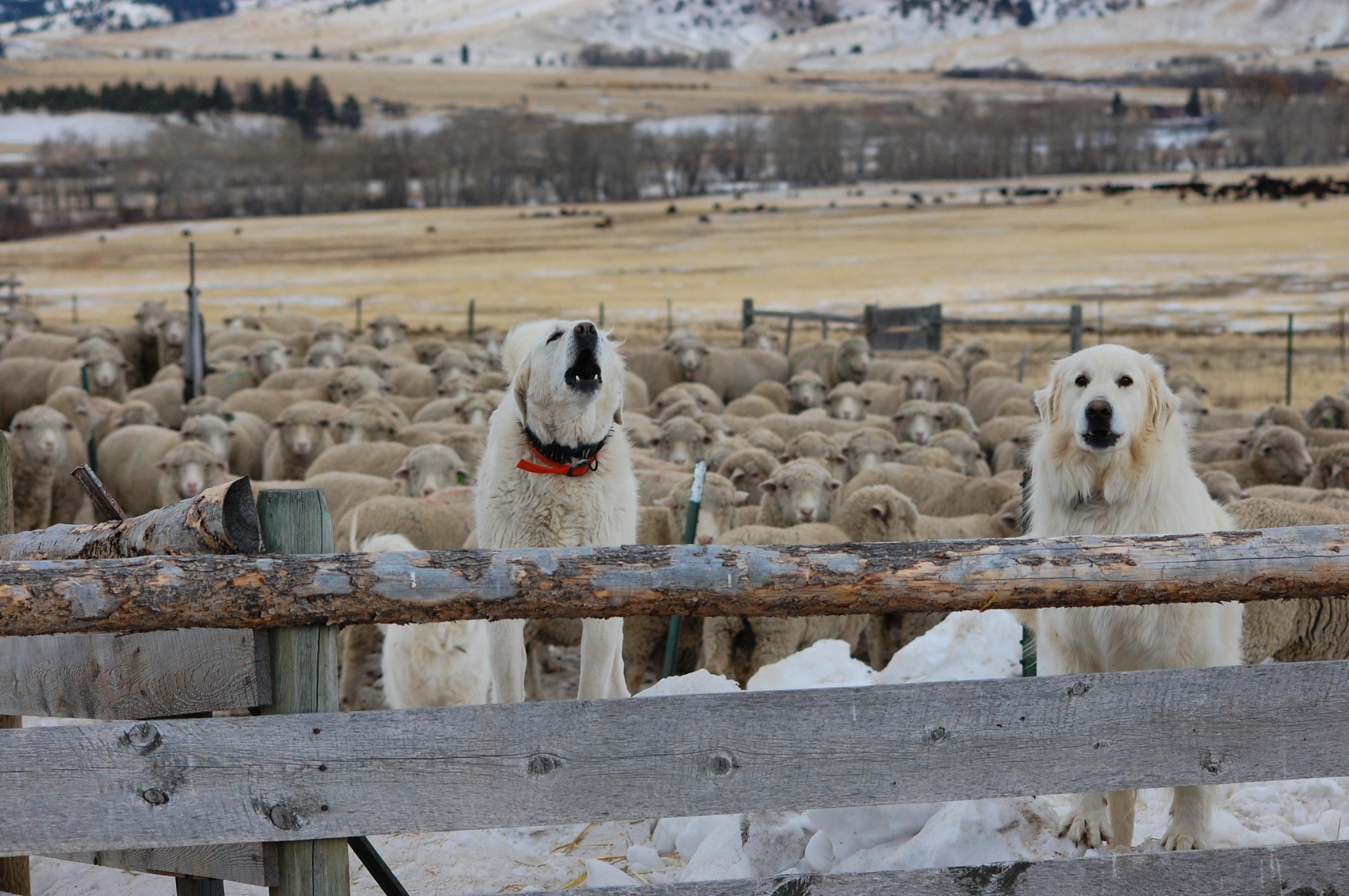 Livestock Guardian Dogs 